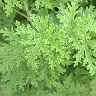 Citronella oil - Certified Organic 3